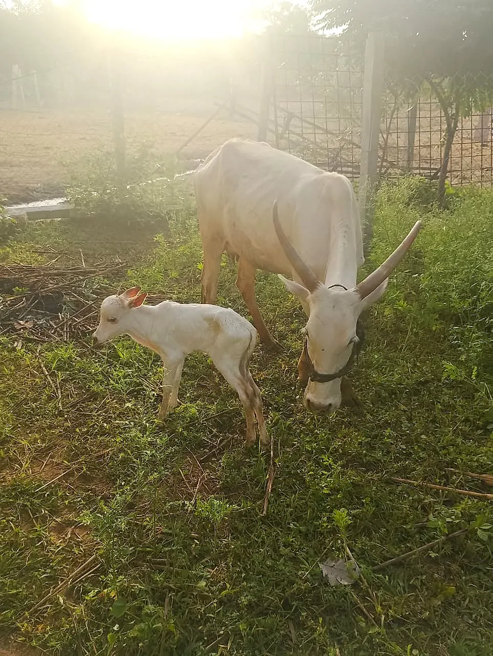 The cows your gift cares for