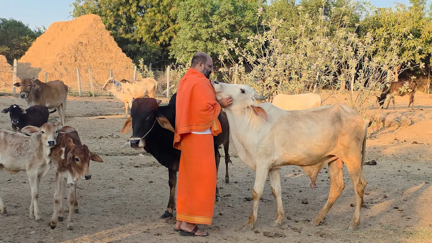 Sri Srinivasa Raghavan with the herd